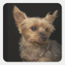 Recherche de yorkies autocollants Animaux