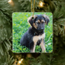 Recherche de german shepherd ornamente Pet