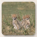 Recherche de habitat dessous de verres Faune