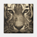 Recherche de tiger magnets Nature
