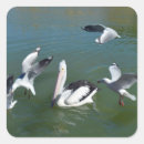 Recherche de oiseaux marins autocollants Pélican