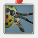 Recherche de insecte ornements Mouche