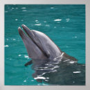 Zoek naar dolfijnen posters Ocean