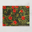 Recherche de vintage miami cartes postales Voyage