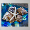 Recherche de seashell posters Coquillages