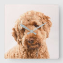 Recherche de studio horloges Animal