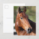 Recherche de cheval de baie cartes postales Andalucien
