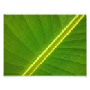 Recherche de feuille de banane posters Plante