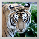 Recherche de visage lion posters Tigre