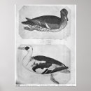 Zoek naar canard posters Antonio