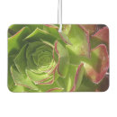 Recherche de cactus intérieur voiture accessoires Plante