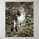 Recherche de repéré posters Chat