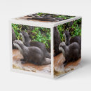 Recherche de loutre ballotins Pour tous