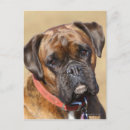 Recherche de chien boxer cartes postales Boxeur