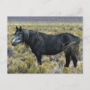 Recherche de mustang sauvage cartes postales Désert