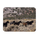Recherche de mustang magnets Sauvage