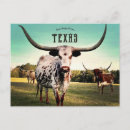 Recherche de longhorn du texas cartes postales Bétail