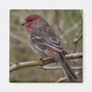 Recherche de pinson Animal