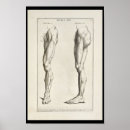 Recherche de muscle humain posters Anatomie