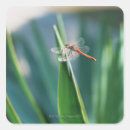 Recherche de images de libellule Insecte