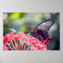 Recherche de migrations posters Monarque