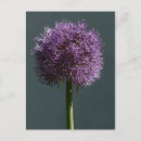 Recherche de allium posters Bleu