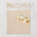 Recherche de le brésil cartes postales Nature