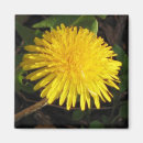 Recherche de fleur de pissenlit magnets Fleurs