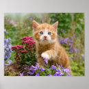 Recherche de tigre drôle posters Chat