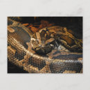 Zoek naar python briefkaarten Reptielen