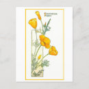 Recherche de poppy cartes postales Californie