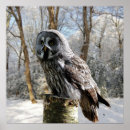 Zoek naar bos vogels posters Uil