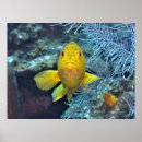 Recherche de underwater posters Coral