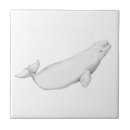 Recherche de mammifères carreaux Océan