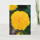 Zoek naar marigolds kaarten Geel