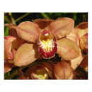 Recherche de orange orchid posters Nature
