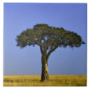 Recherche de acacia carreaux Arbre