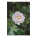Recherche de camellia posters Jardin