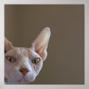 Recherche de sphynx art Animaux