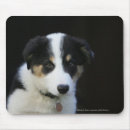 Recherche de border collie tapis souris Chiot