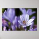Recherche de agapanthus posters Plante
