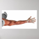 Recherche de bras humain Postérieur