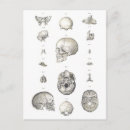 Recherche de anatomique cartes postales Crâne