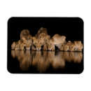 Recherche de pointe magnets Chat