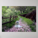 Recherche de tzu shih posters Shihtzu