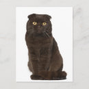 Recherche de scottish cartes postales Animaux