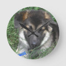 Recherche de berger horloges Canin