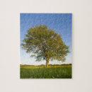 Recherche de érable puzzles Arbre