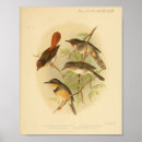Zoek naar ornithologie posters Vogelpest