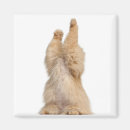 Recherche de persan photographie Photographie de chat